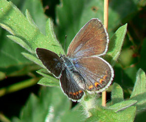 Karner Blue, Female