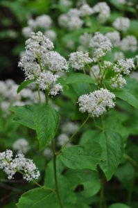 Ceanothus americanus