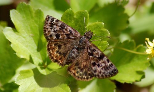 Mottled Duskywing Mottled Duskywing