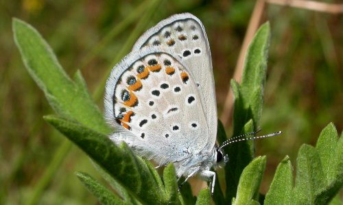 Karner Blue female.Bob Yukich.mi.Allegan State Game Area Karner Blue