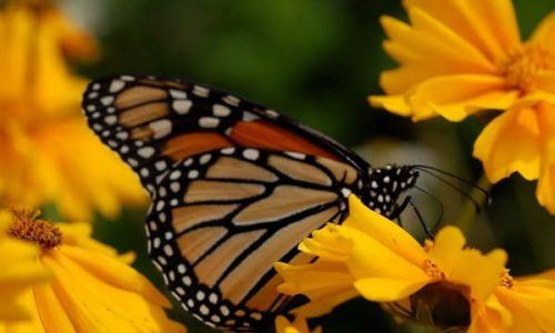Monarch Monarch