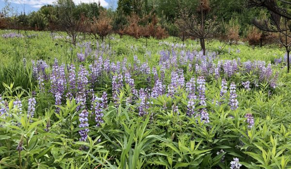 NCC Norfolk – Lupins post burn NCC Norfolk - Lupins post burn