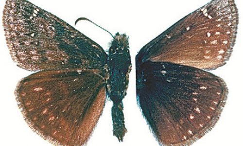Eastern Persius Duskywing Eastern Persius Duskywing